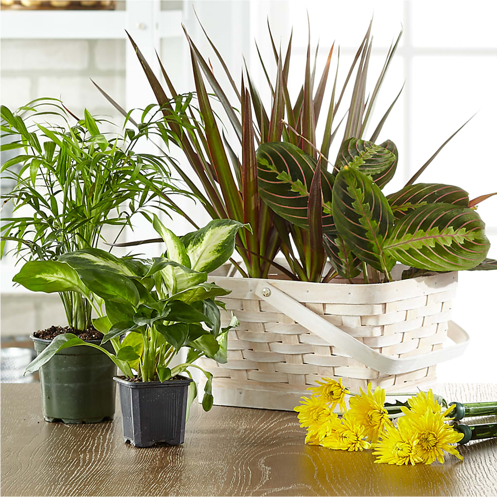 Florist Designed Blooming and Green Plants in a Basket – ROWLETT FLORIST & GIFTS, Garland TX