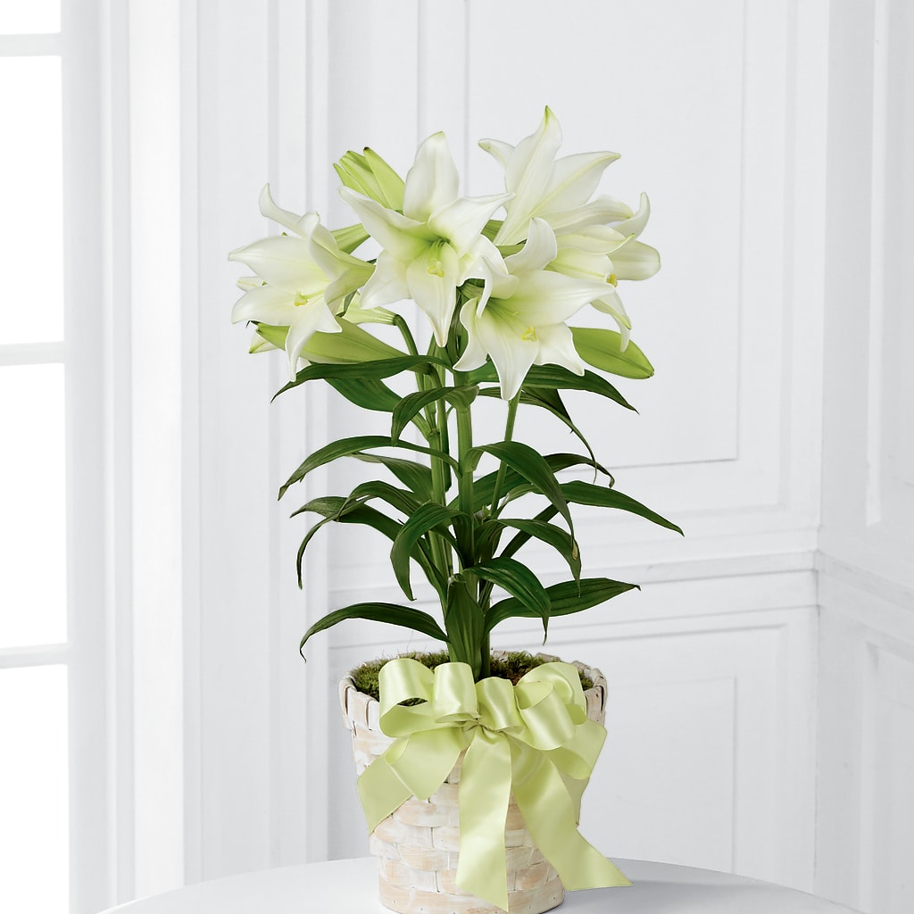 Easter Lily Plant – ROWLETT FLORIST & GIFTS, Garland TX