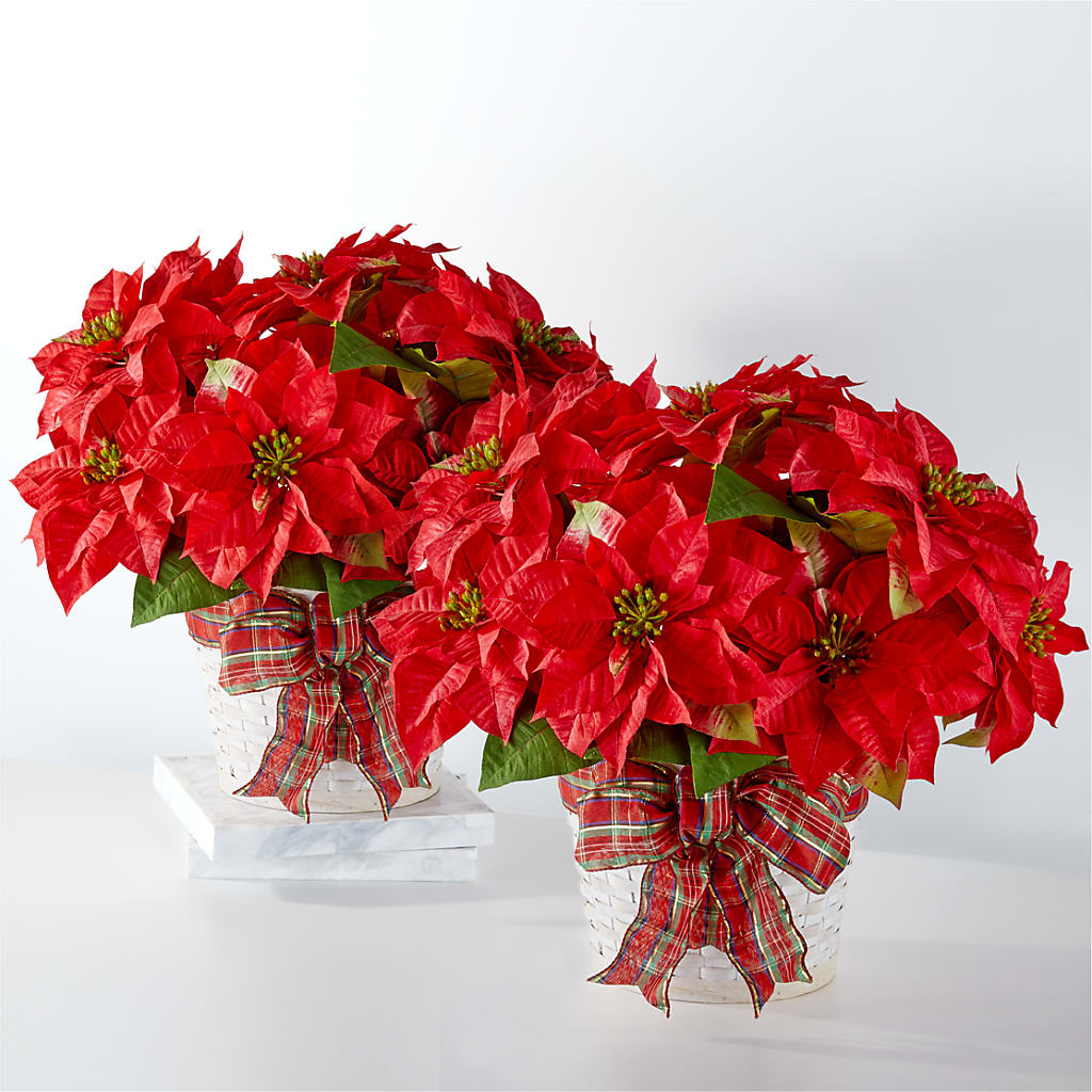 Happiest Holidays Poinsettia Bundle – ROWLETT FLORIST & GIFTS, Garland TX