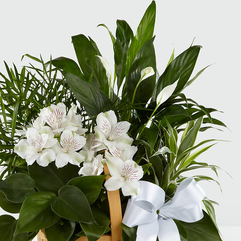 Peace & Serenity Dishgarden – ROWLETT FLORIST & GIFTS, Garland TX