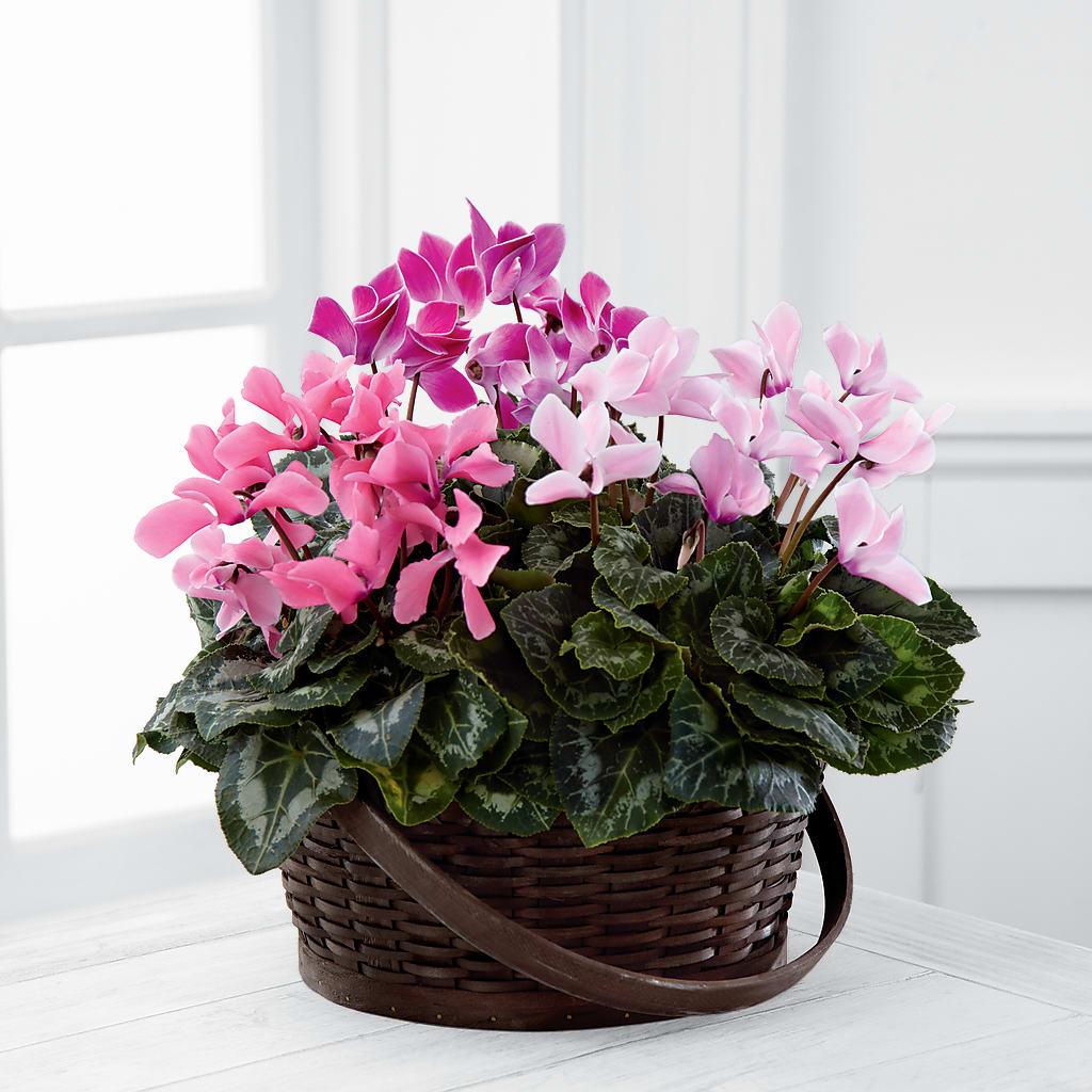 Mixed Cyclamen Planter – ROWLETT FLORIST & GIFTS, Garland TX