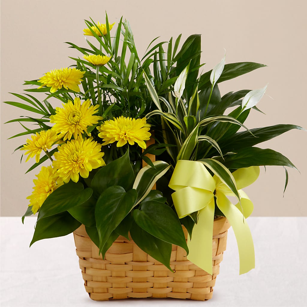 Loving Light Dishgarden – ROWLETT FLORIST & GIFTS, Garland TX