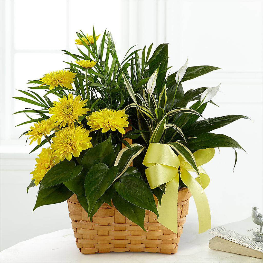 Loving Light Dishgarden – ROWLETT FLORIST & GIFTS, Garland TX