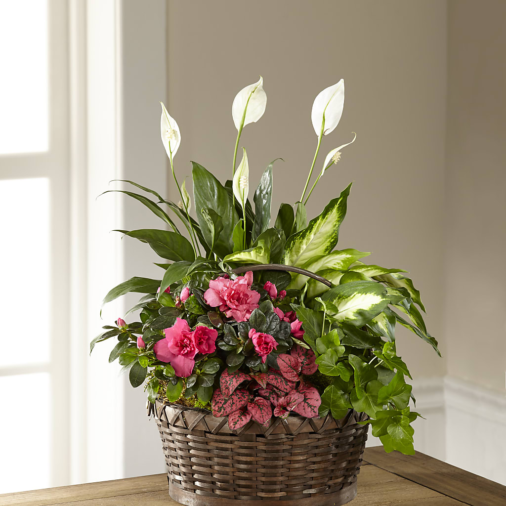 Dream in Pink Dishgarden – ROWLETT FLORIST & GIFTS, Garland TX