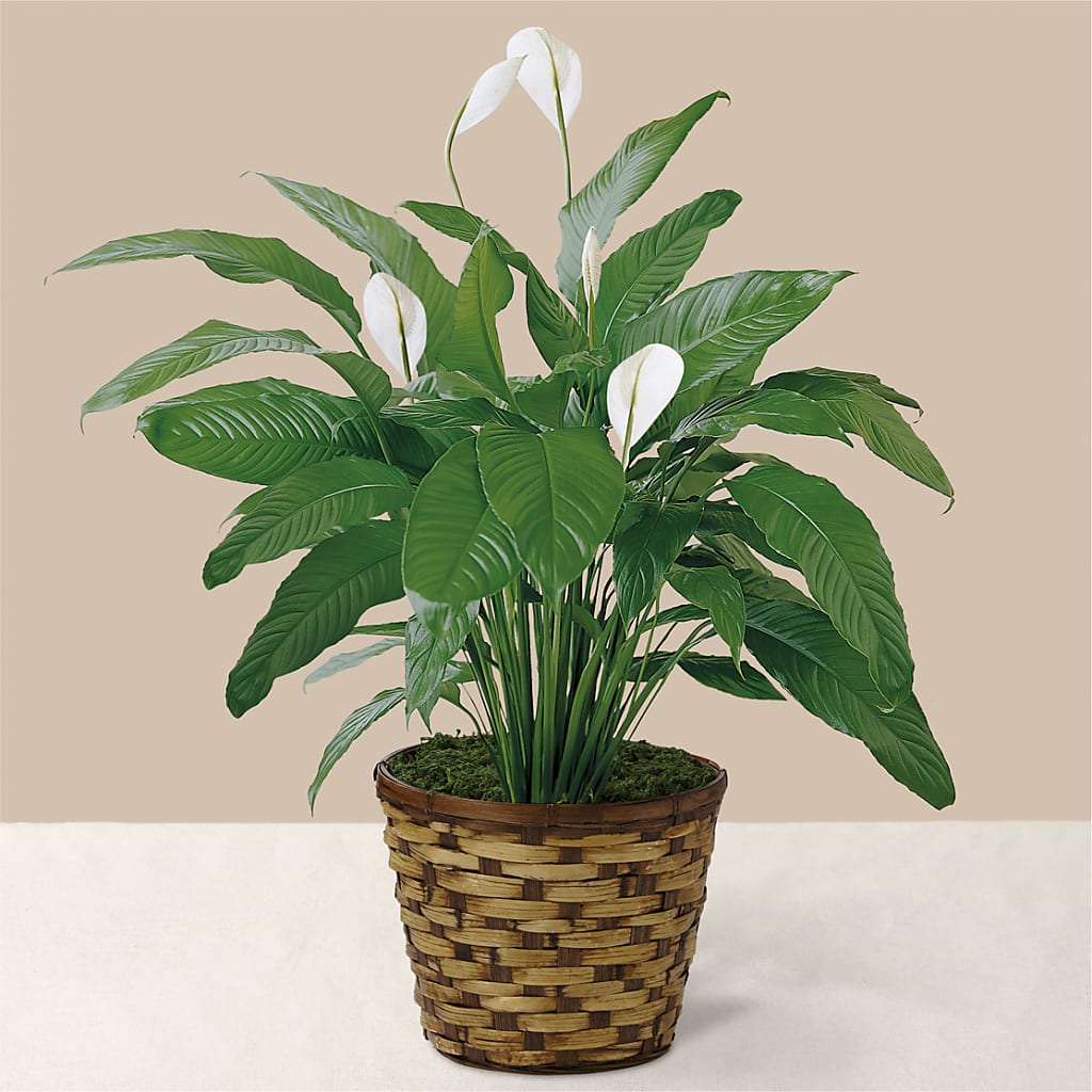 Tranquil Moments Peace Lily Plant – ROWLETT FLORIST & GIFTS, Garland TX