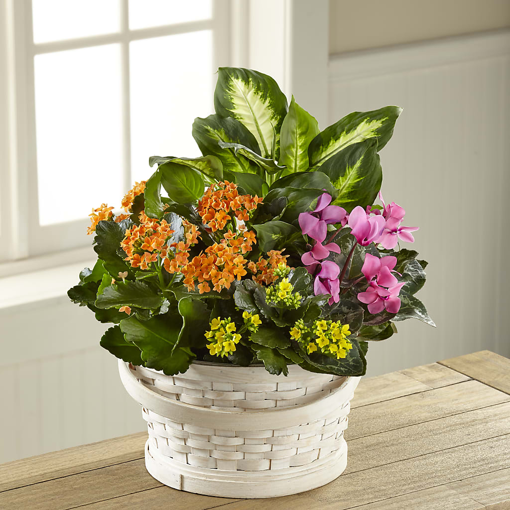 Color Crush Dishgarden – ROWLETT FLORIST & GIFTS, Garland TX