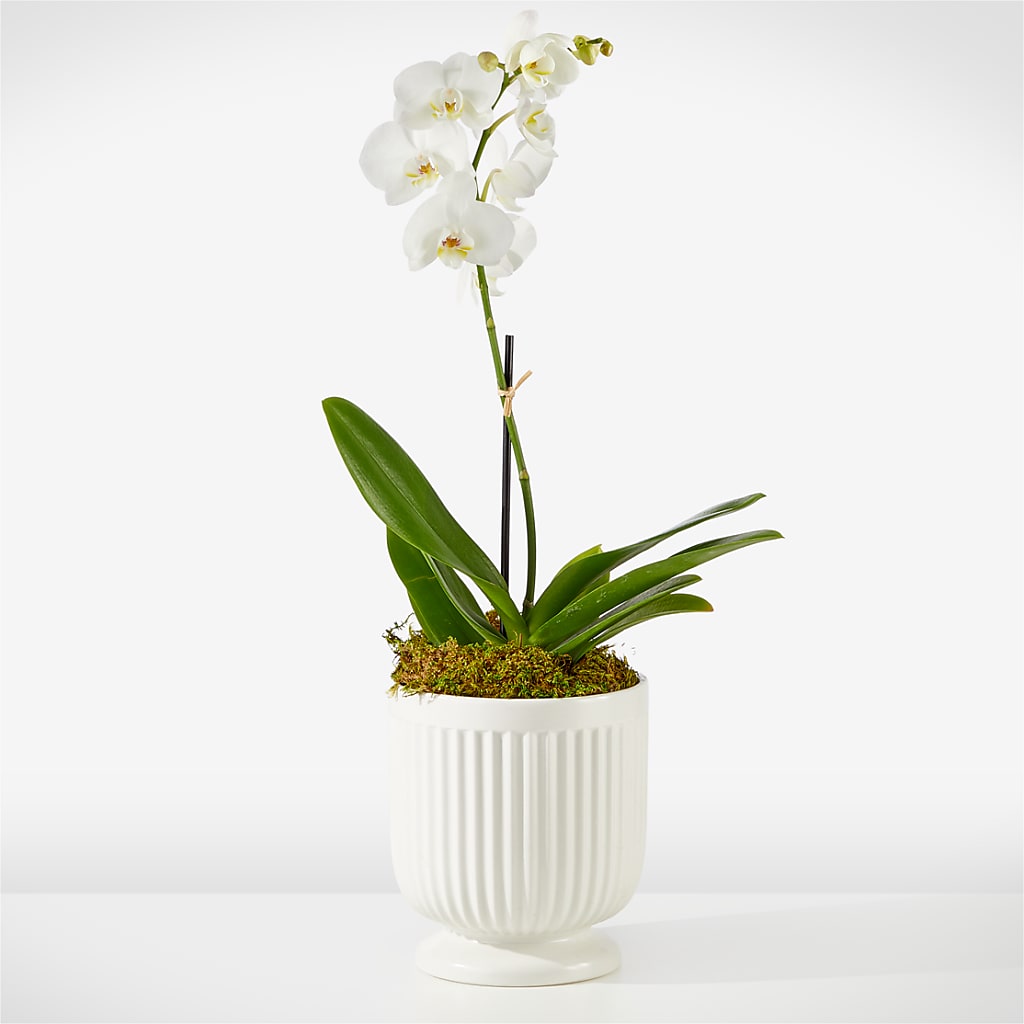 Whispering White Orchid – ROWLETT FLORIST & GIFTS, Garland TX