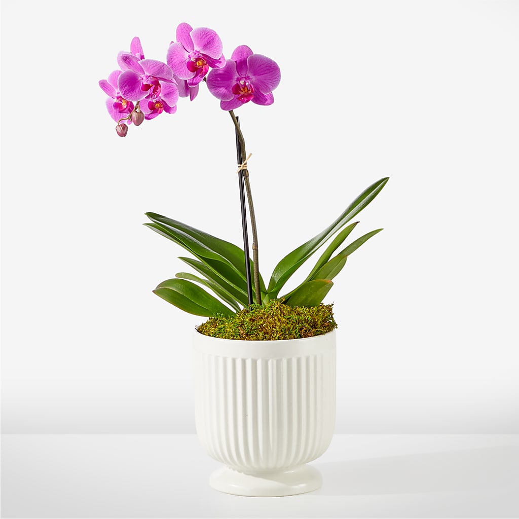 Friendly Fuchsia Orchid – ROWLETT FLORIST & GIFTS, Garland TX