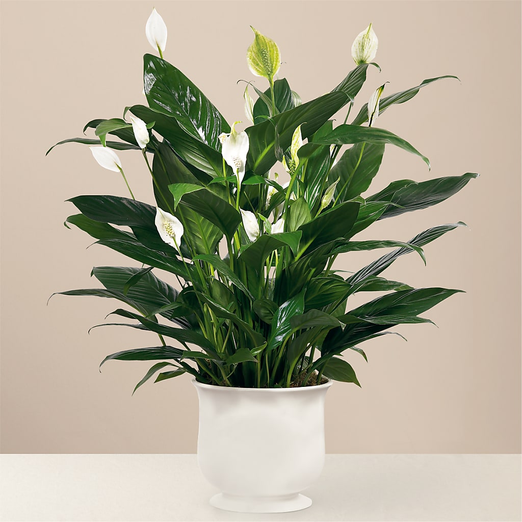 Comfort Planter – ROWLETT FLORIST & GIFTS, Garland TX