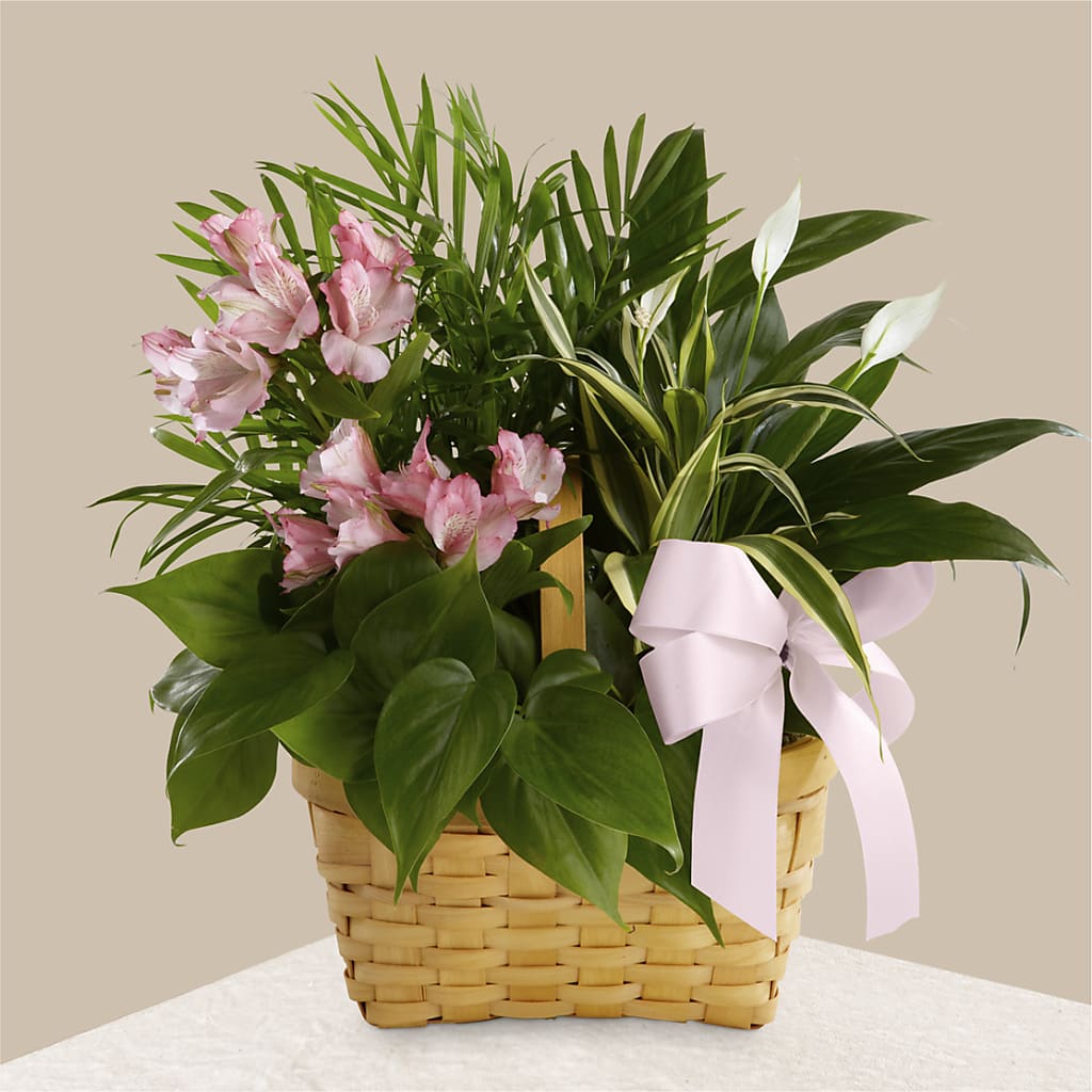 Living Spirit Dishgarden – ROWLETT FLORIST & GIFTS, Garland TX