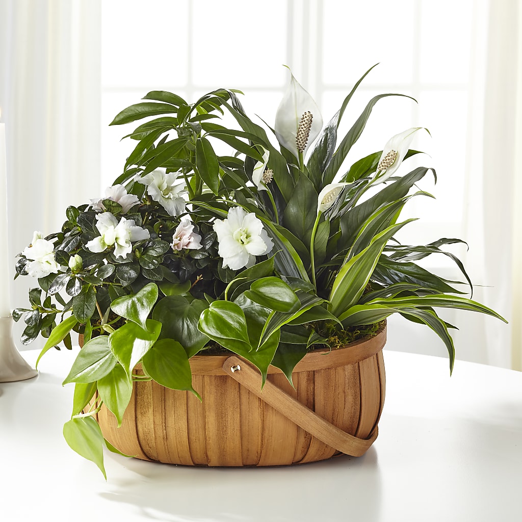 Serene Dishgarden – ROWLETT FLORIST & GIFTS, Garland TX