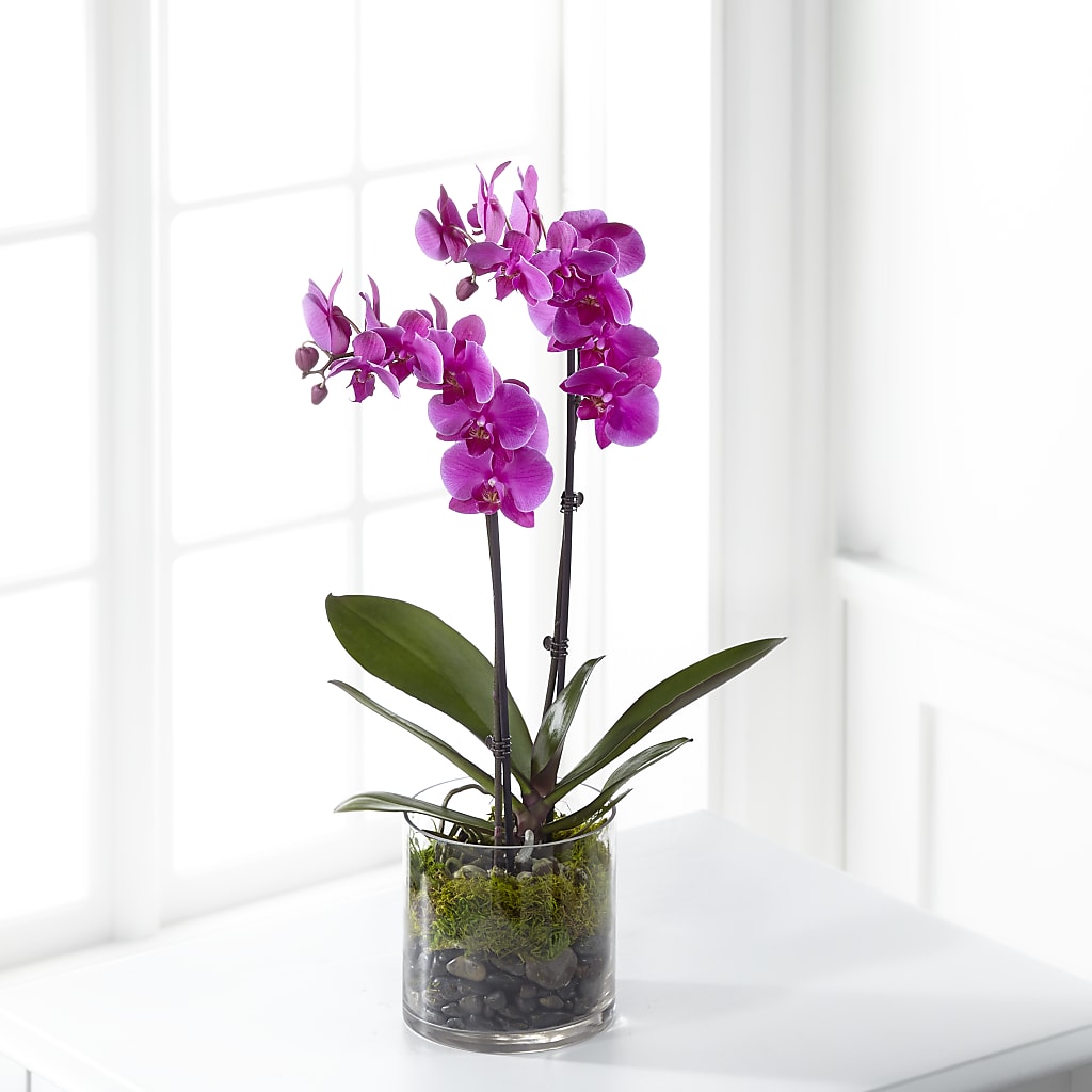 Pink Orchid Plant – ROWLETT FLORIST & GIFTS, Garland TX