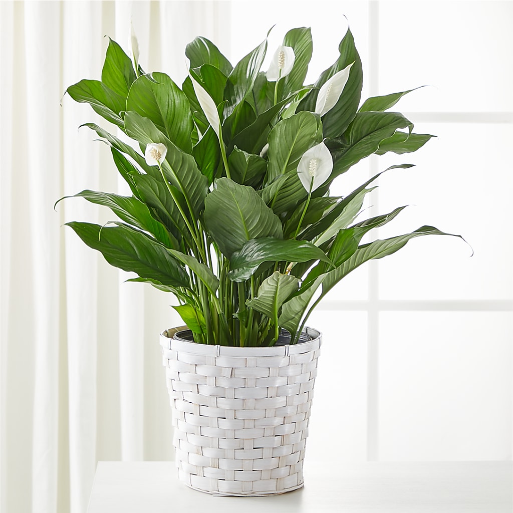 A New Leaf Peace Lily – ROWLETT FLORIST & GIFTS, Garland TX