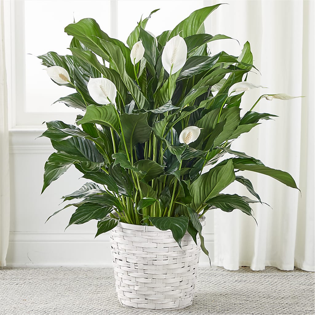 A New Leaf Peace Lily – ROWLETT FLORIST & GIFTS, Garland TX