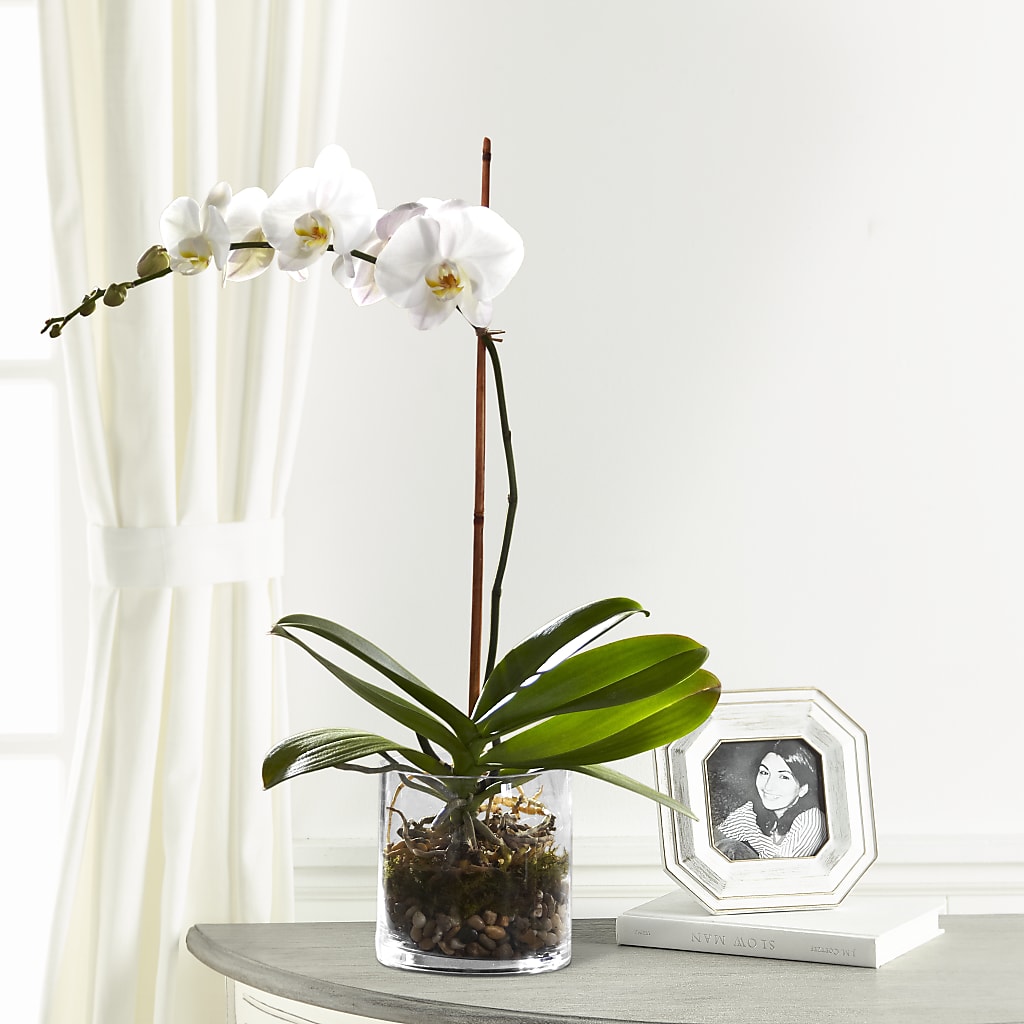 White Orchid Planter – ROWLETT FLORIST & GIFTS, Garland TX