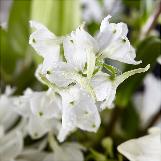 Classic Ivory – A Florist Original – ROWLETT FLORIST & GIFTS, Garland TX