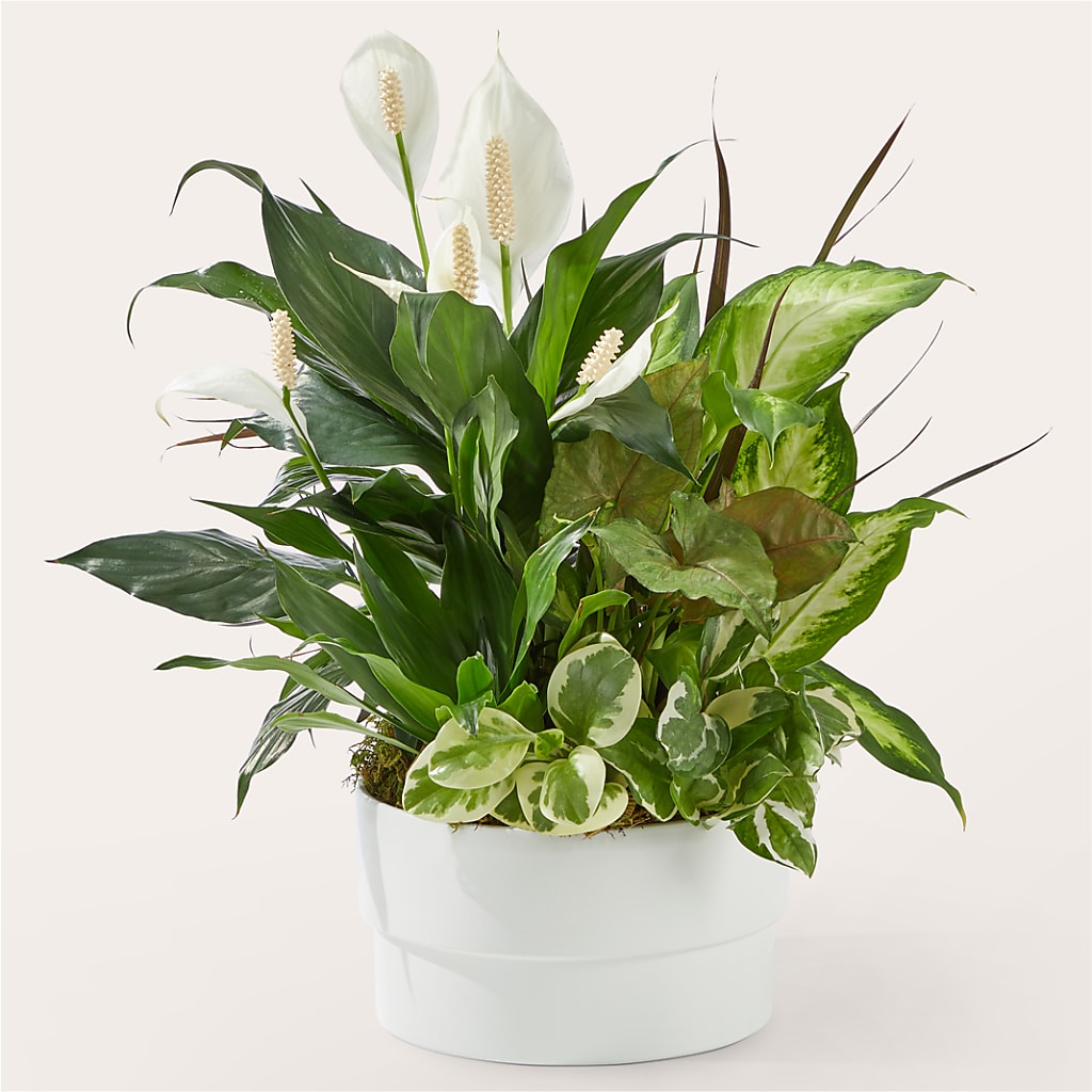 Radiating Positivity Dishgarden – ROWLETT FLORIST & GIFTS, Garland TX