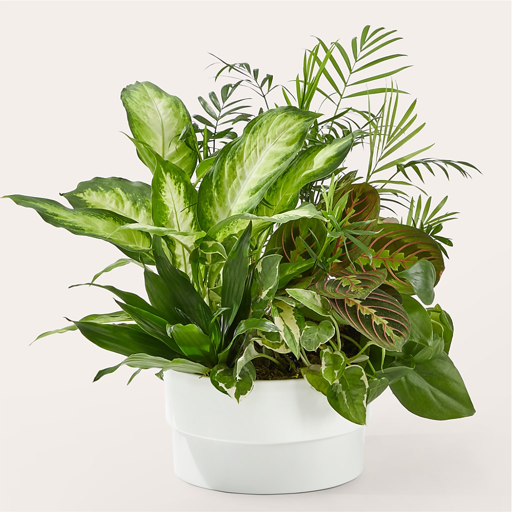 Radiating Positivity Dishgarden – ROWLETT FLORIST & GIFTS, Garland TX