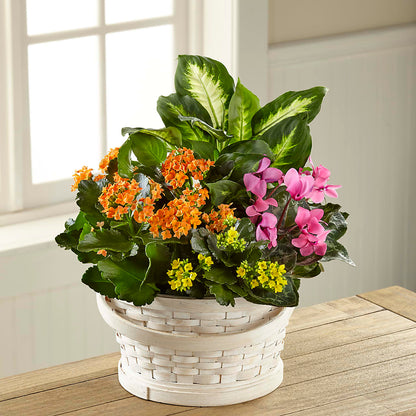 Color Crush Dishgarden – ROWLETT FLORIST & GIFTS, Garland TX