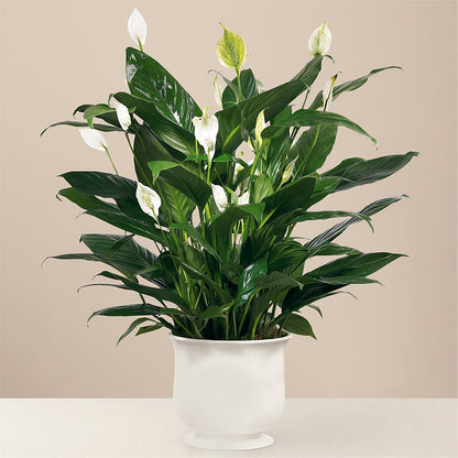 Comfort Planter – ROWLETT FLORIST & GIFTS, Garland TX