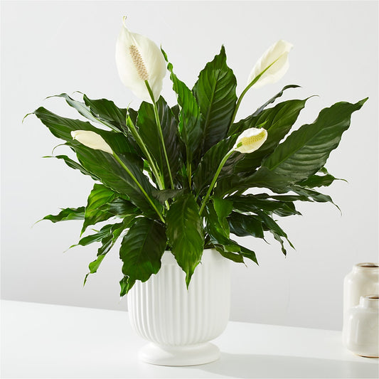 Comfort Planter – ROWLETT FLORIST & GIFTS, Garland TX