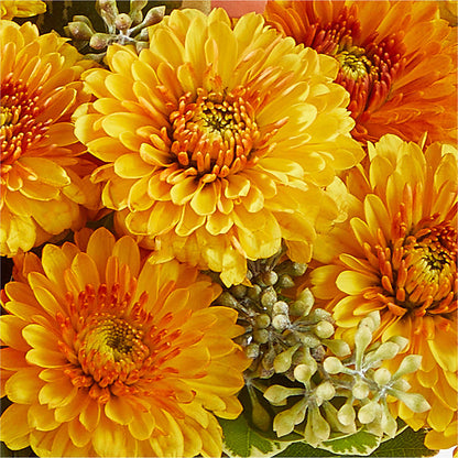 Peachy Pumpkin – ROWLETT FLORIST & GIFTS, Garland TX