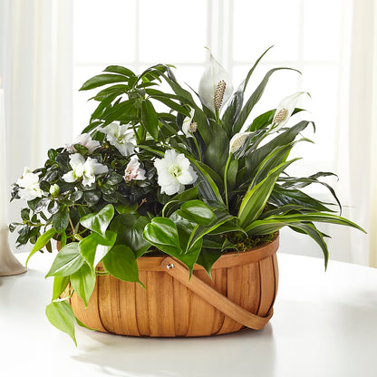 Serene Dishgarden – ROWLETT FLORIST & GIFTS, Garland TX