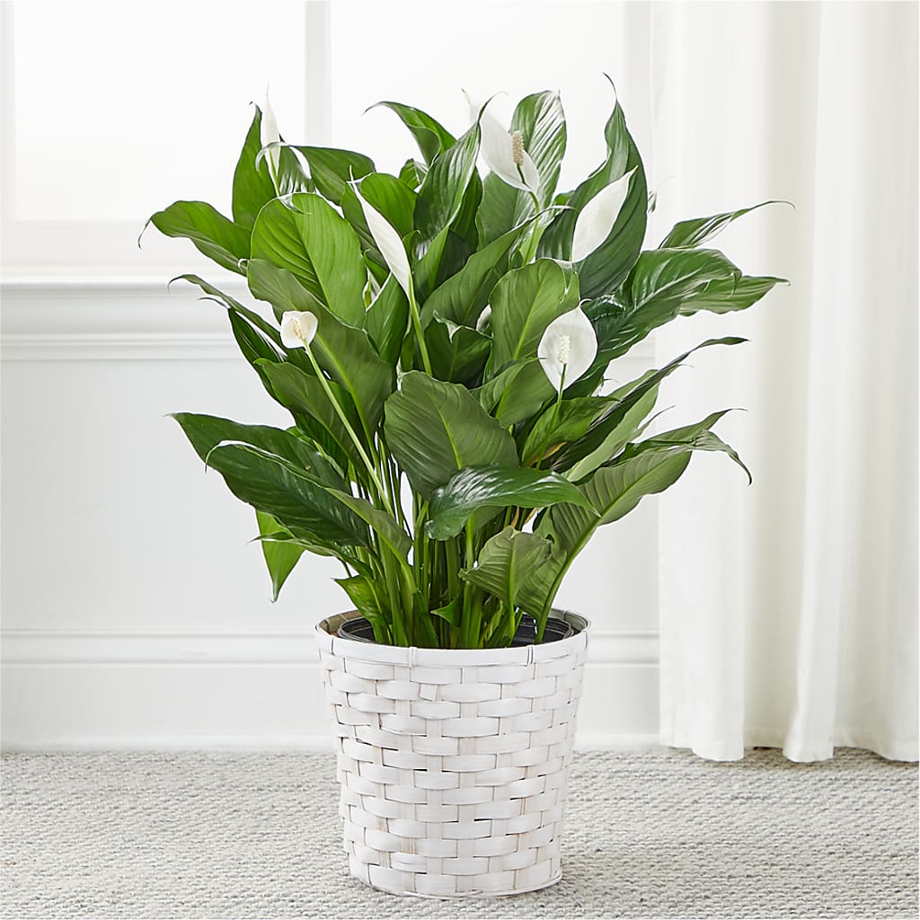 A New Leaf Peace Lily – ROWLETT FLORIST & GIFTS, Garland TX