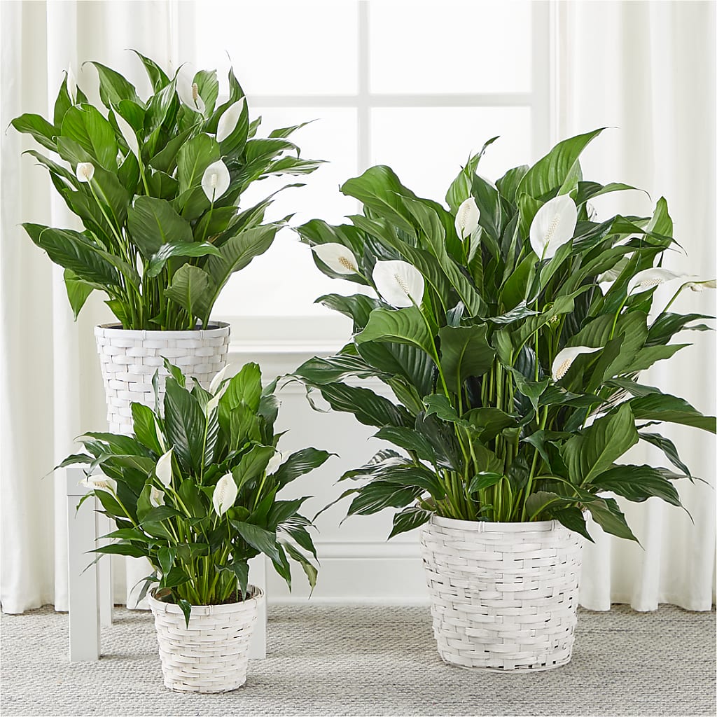A New Leaf Peace Lily – ROWLETT FLORIST & GIFTS, Garland TX
